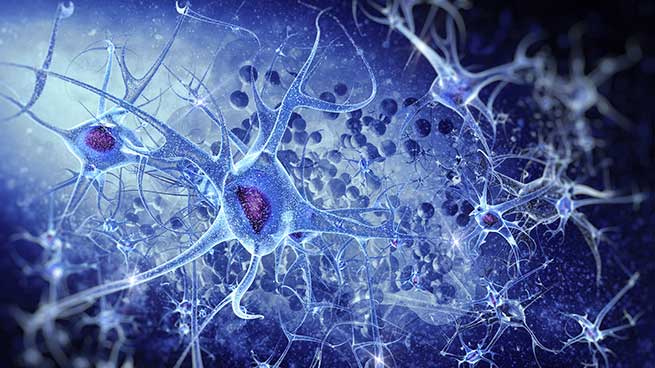 Tests in vitro et ex vivo: neurobiologie