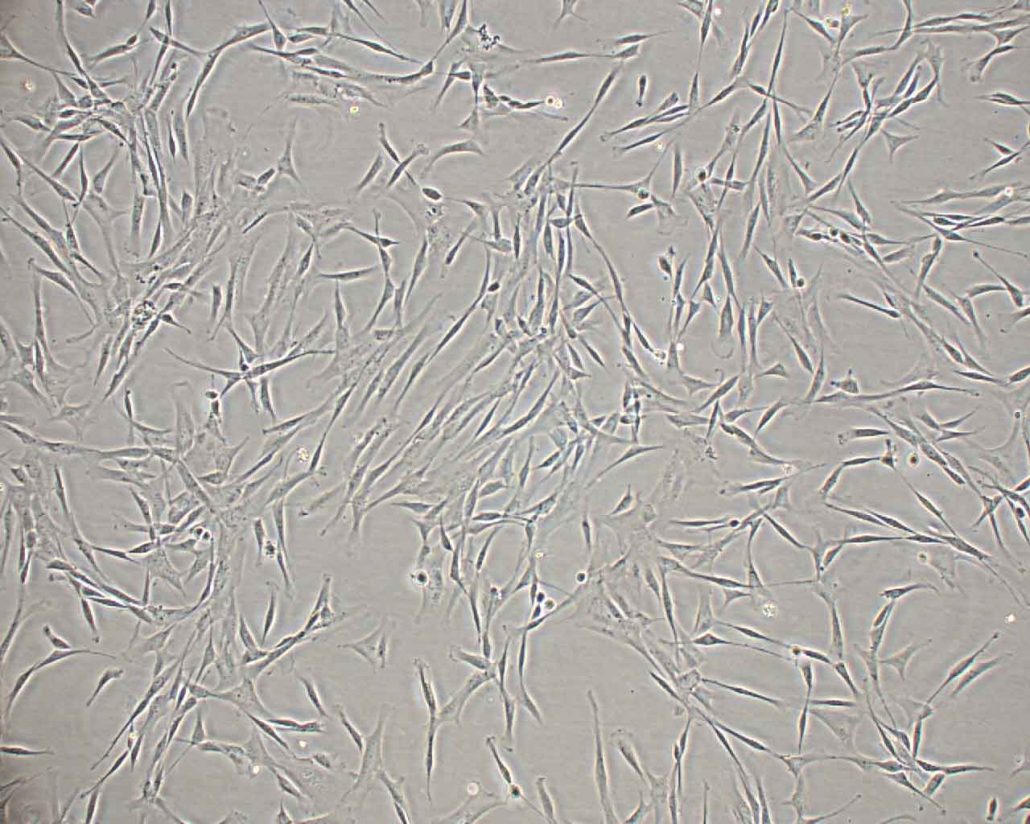 In Vitro Canine Models (2D & 3D) | QIMA Life Sciences