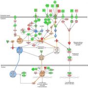 mw_NF-kB-signaling-pathway-affymetrix