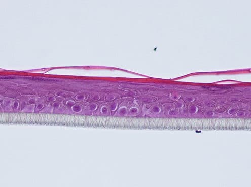ageing reconstructed epidermis