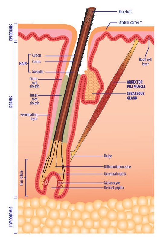 hair strand diagram