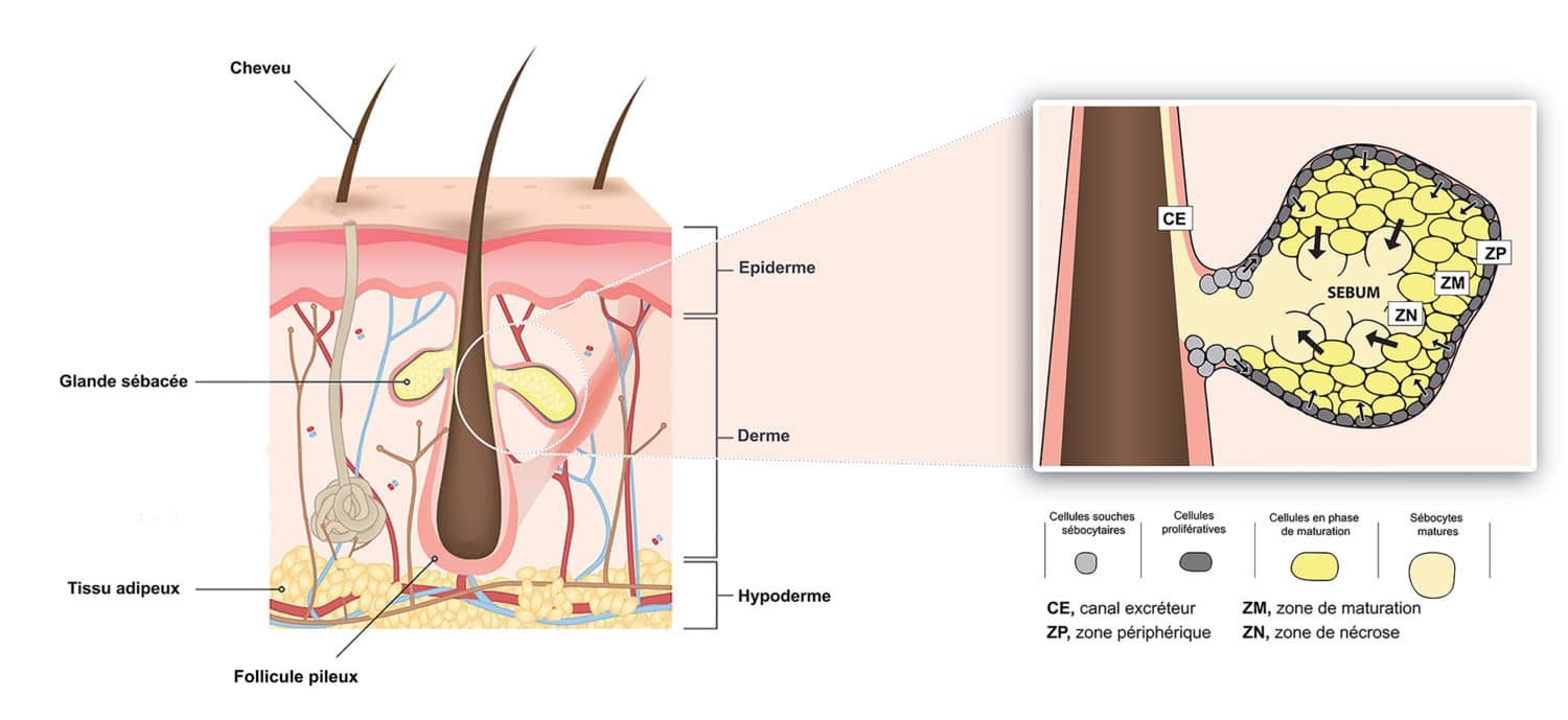 Sebaceous Def Physiology of the sebaceous gland - QIMA Life Sciences
