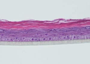 Reconstructed human epidermis (HE staining)