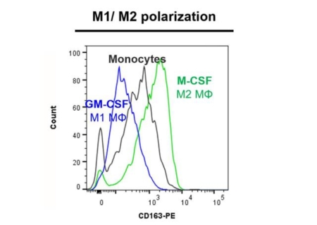 CD163 marker - M1-M2 polarization