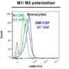 CD80 marker - M1-M2 polarization
