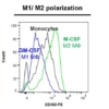 CD163 marker - M1-M2 polarization