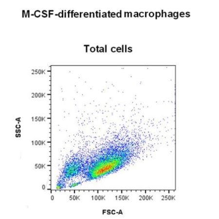 Total cells M1-M2 macrophages viability