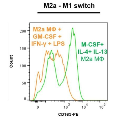 CD163 marker - M2a-M1 switch
