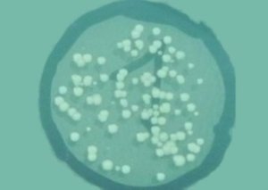 BACT-0001_Bacterial enumeration