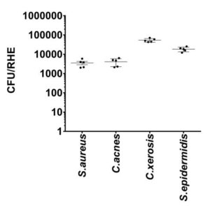 EPIBACT-0019_Adhesion of a bacterial mix#Stim