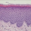 Differences Between Ex Vivo & In Vitro Models | QIMA Life Sciences