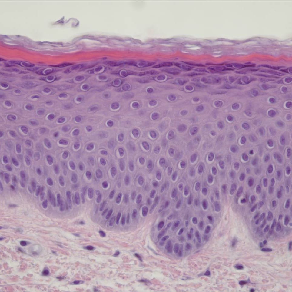 in Vivo vs in Vitro Testing - What's The Difference?