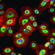 Labeling of normal human epidermal keratinocytes