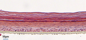 Altered Reconstructed Canine Epidermis - Induced atopic dermatitis Altered canine model (atopic dermatitis RCE)