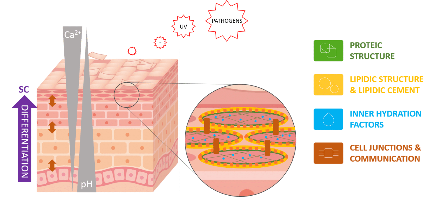 Hydration and skin barrier - Cosmetic efficacy studies, in vitro tests