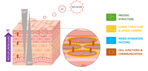 skin proteic structure, physico biochemical barrier