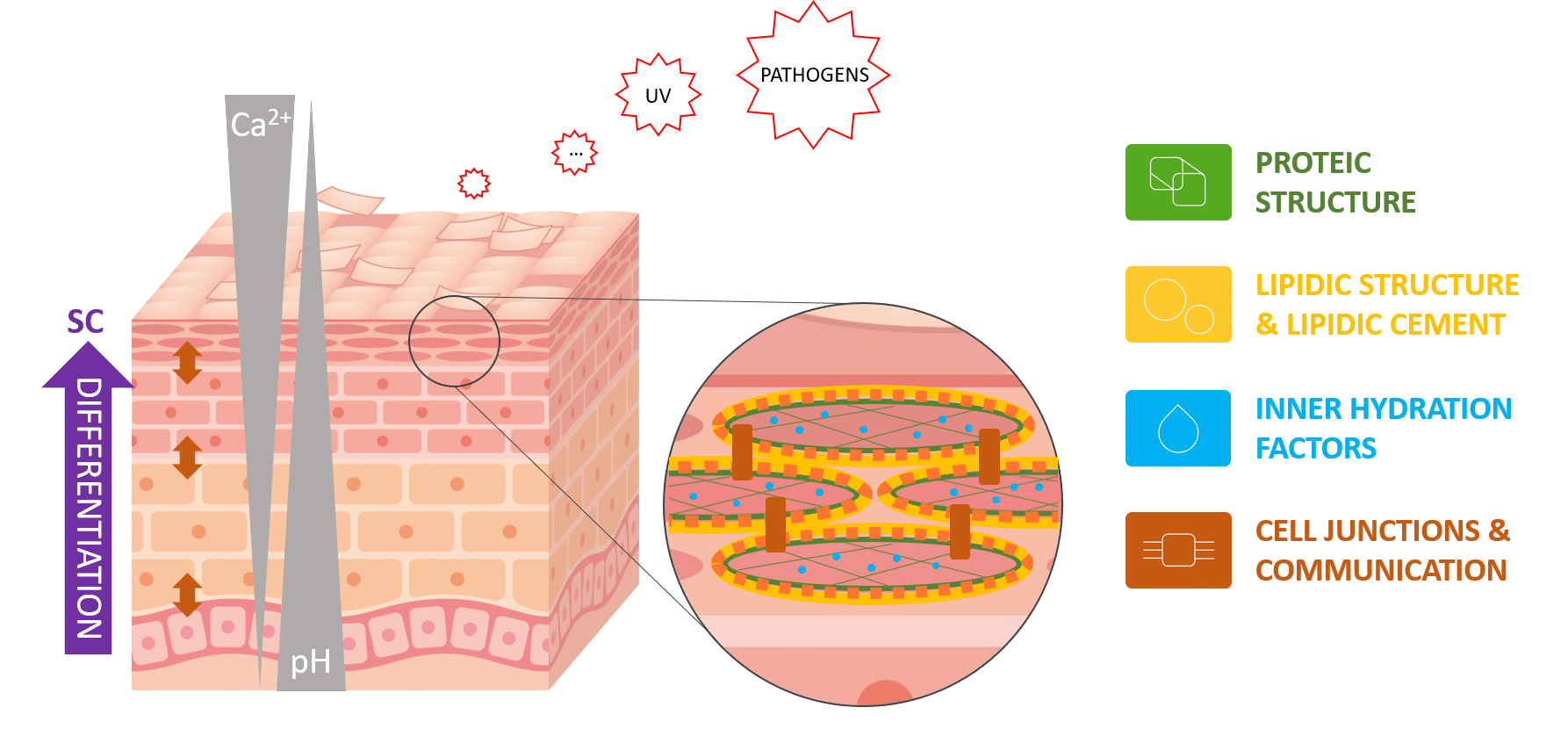 Hydratation Et Barrière Cutanée Tests Dévaluation Cosmétique