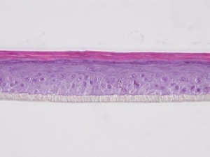 HES staining #Ctrl_J10 HES staining #Ctrl_J10