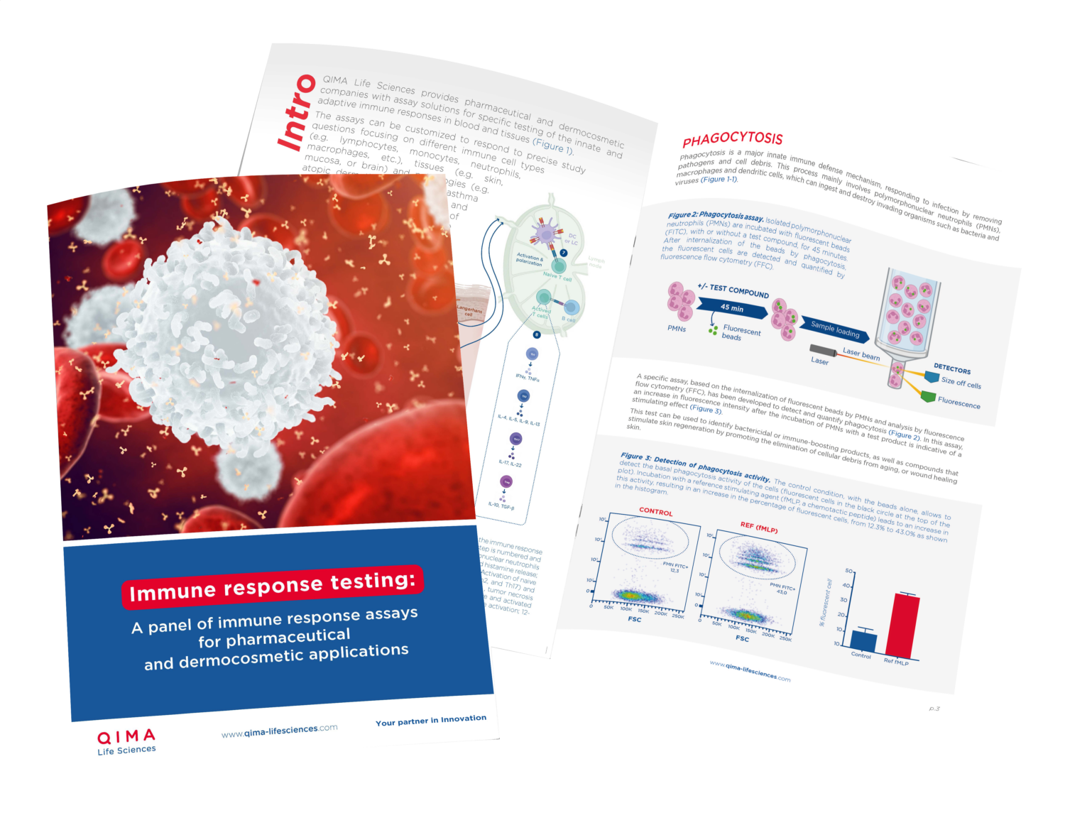In Vitro Assays to Study The Hallmarks of Cancer | QIMA Life Sciences