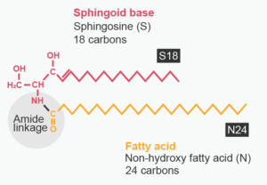 Basic chemical structure of ceramides. In this example, ceramide N24S18 is illustrated.