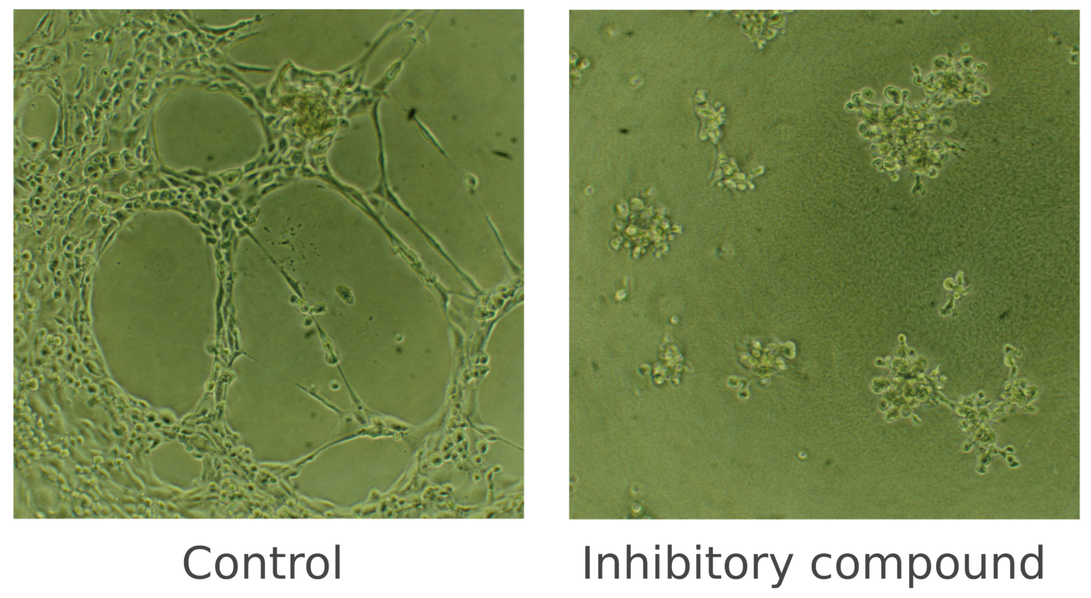 In Vitro Assays to Study The Hallmarks of Cancer | QIMA Life Sciences