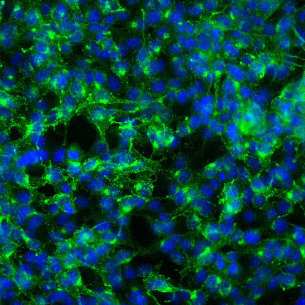 2D in vitro models & assays - QIMA Life Sciences