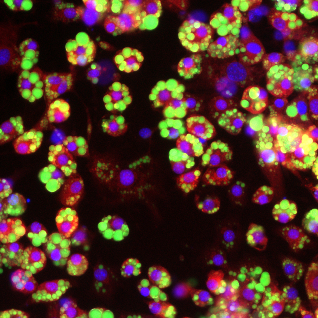 2D in vitro models & assays - QIMA Life Sciences