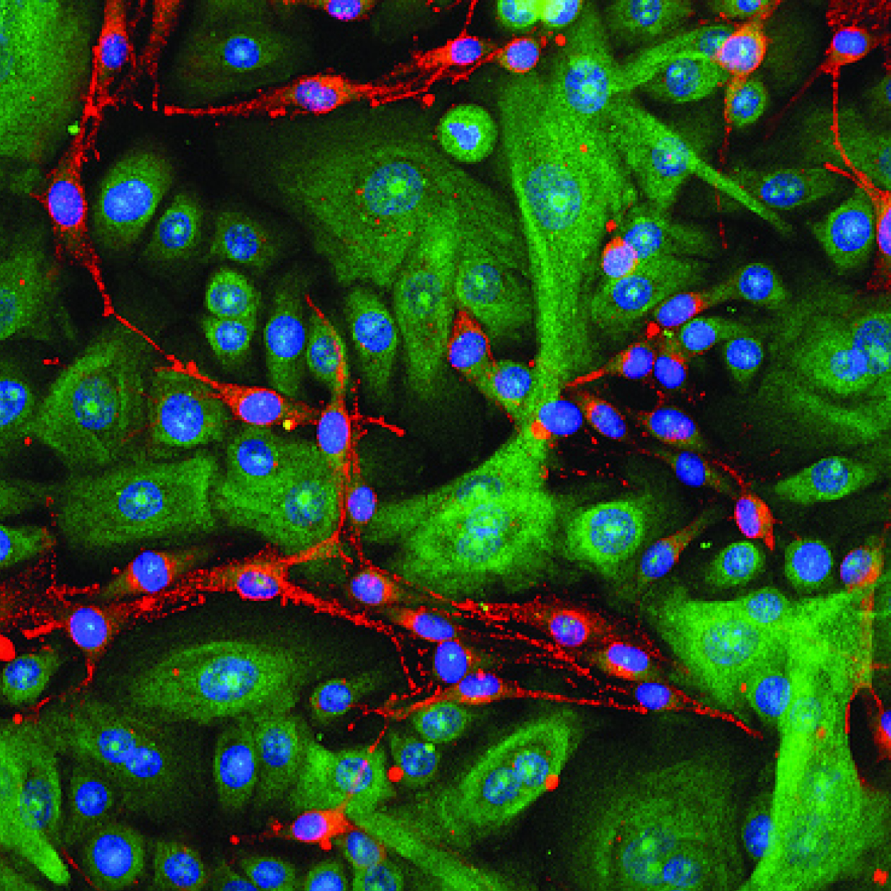 2D in vitro models & assays - QIMA Life Sciences