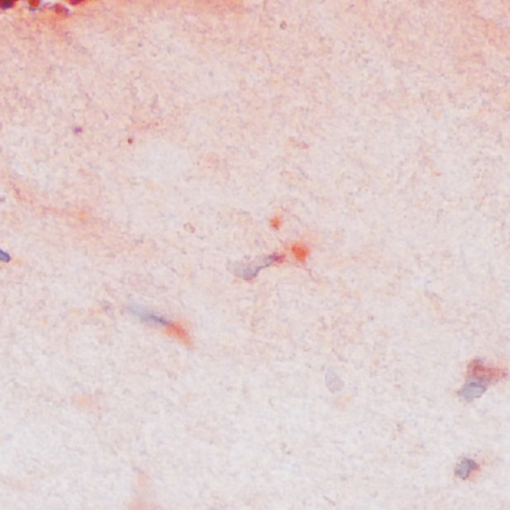 3D in vitro models & assays | QIMA Life Sciences