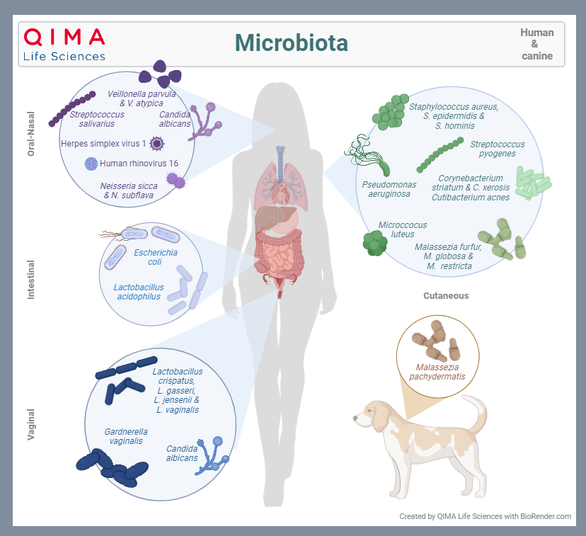 Microbiota microoragisms