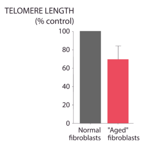 Telomere length