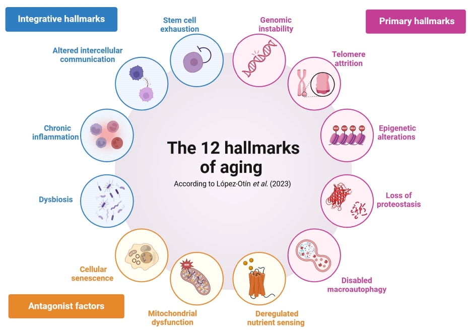 The 12 hallmarks of aging and skin longevity