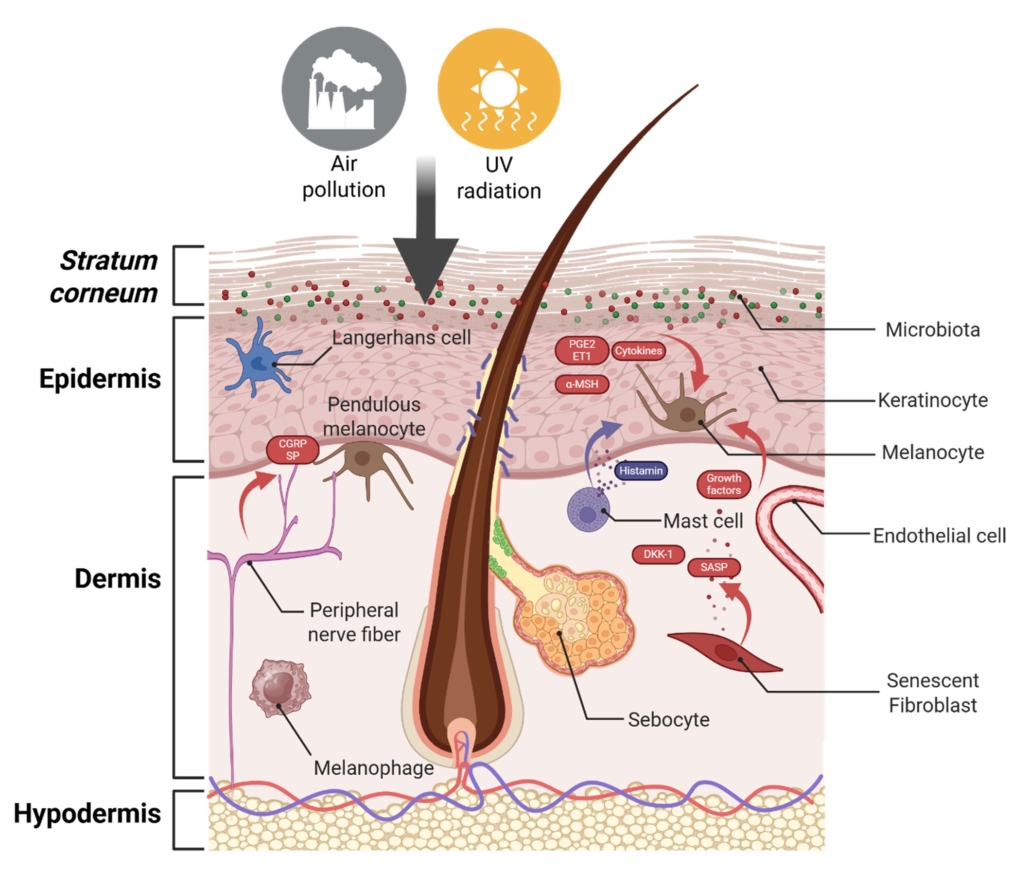 A New Paradigm in Understanding and Treating Hyperpigmentation | QIMA ...