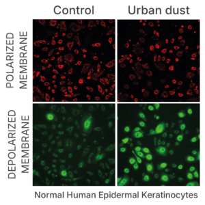 Figure_Mitochondrial-dysfunction_Membrane-potential