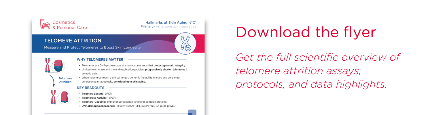 Telomere attrition flyer miniature