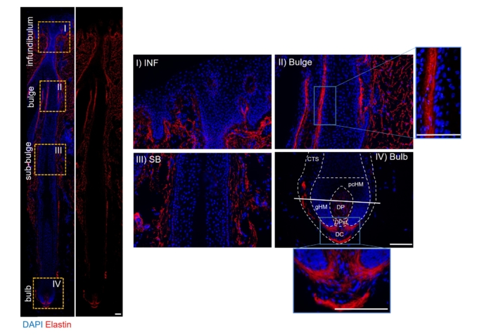 Elastin network in red around the hair follicle bulge and dermal cup, elastin and hair growth ex vivo study