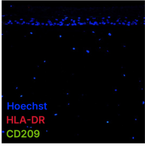 Standard FTSKi - Stained for antigen presenting cells